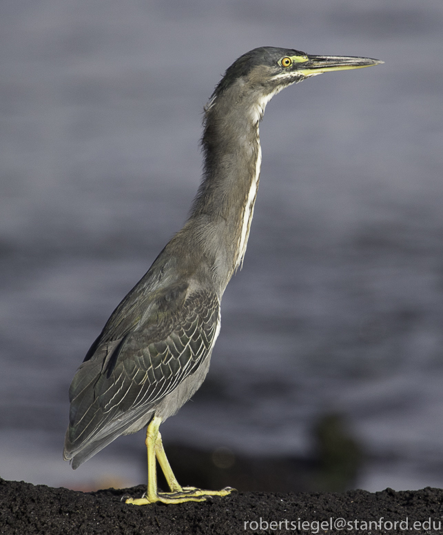 galapagos